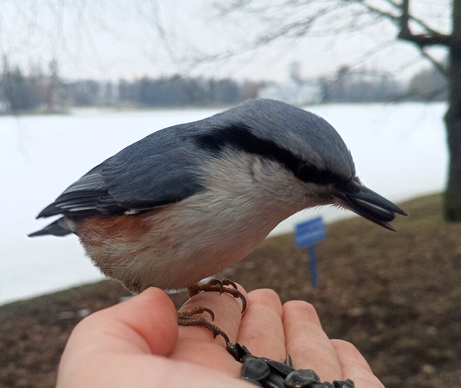 Поползень - Сапсан 