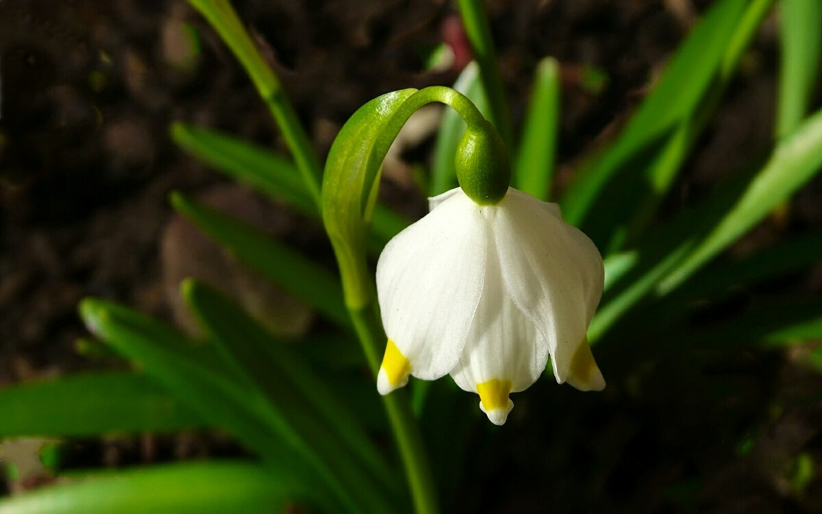Подснежник на городской клумбе. - Милешкин Владимир Алексеевич Подснежник на городской клумбе. - Милешкин Владимир Алексеевич