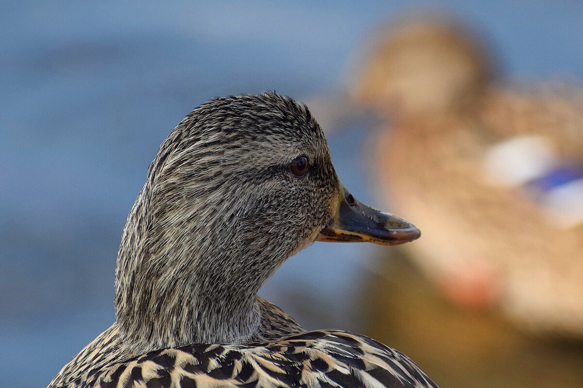 В ожидании одного единственного. - Татьяна Помогалова В ожидании одного единственного. - Татьяна Помогалова
