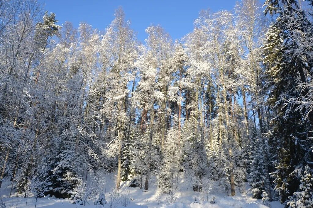 Зимой в Лаппеэнранте. - Надежда 