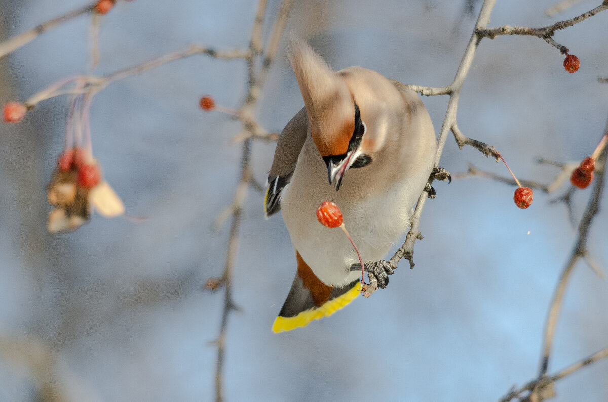 Свиристель. - Виктор Иванович Чернюк