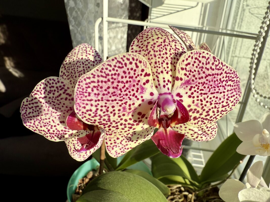 Орхидея «Клеопатра» - Валентина . Орхидея «Клеопатра» - Валентина .