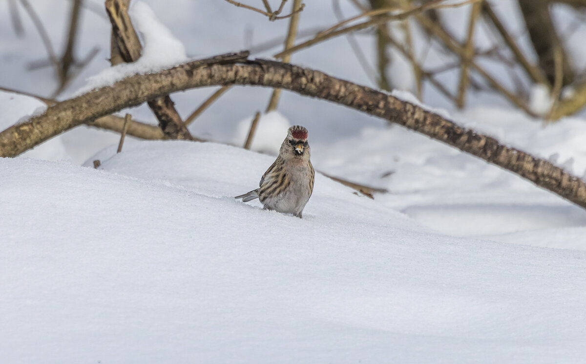 чечетка - юрий макаров
