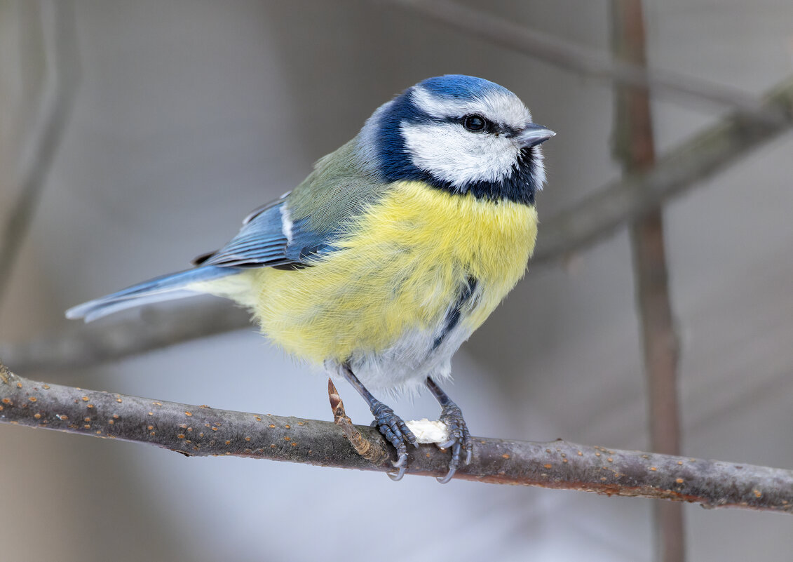 лазоревка - юрий макаров лазоревка - юрий макаров