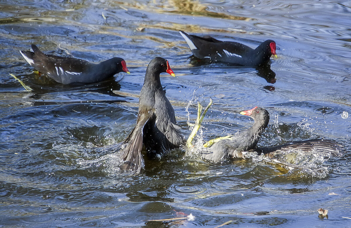 Бойцы и их зрители - Андроник Александр Бойцы и их зрители - Андроник Александр