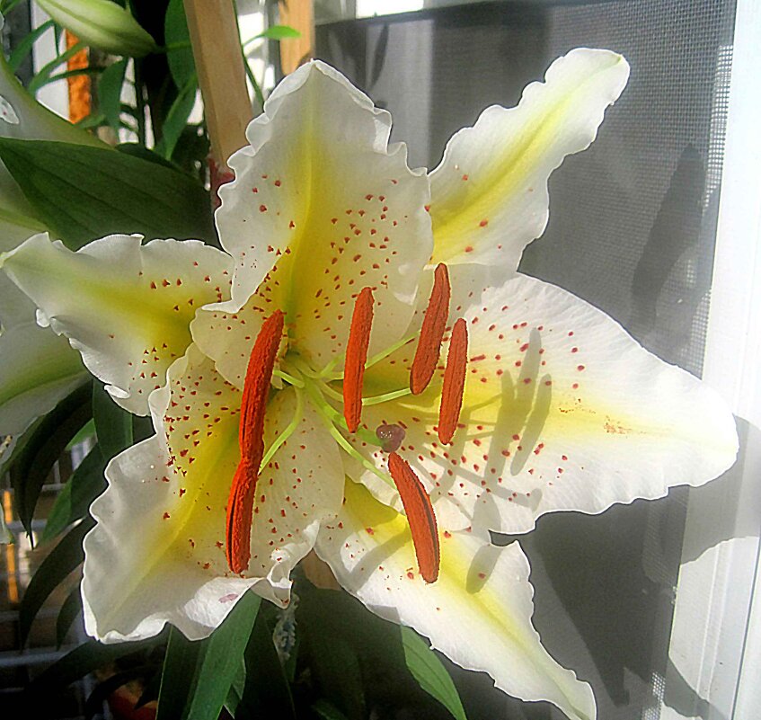 Моя Ли... - Елена Семигина Моя Ли... - Елена Семигина