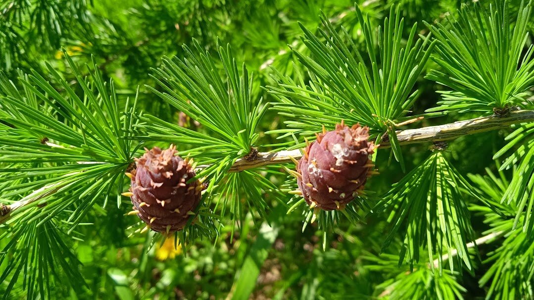 молодые шишки - Елена Шаламова молодые шишки - Елена Шаламова