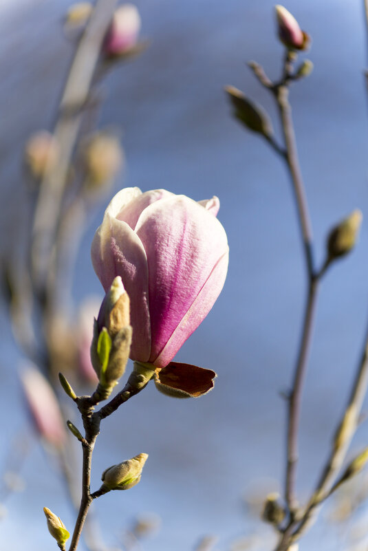 "В краю магнолий" Всем добрейшего утречка! - Светлана Тихонина