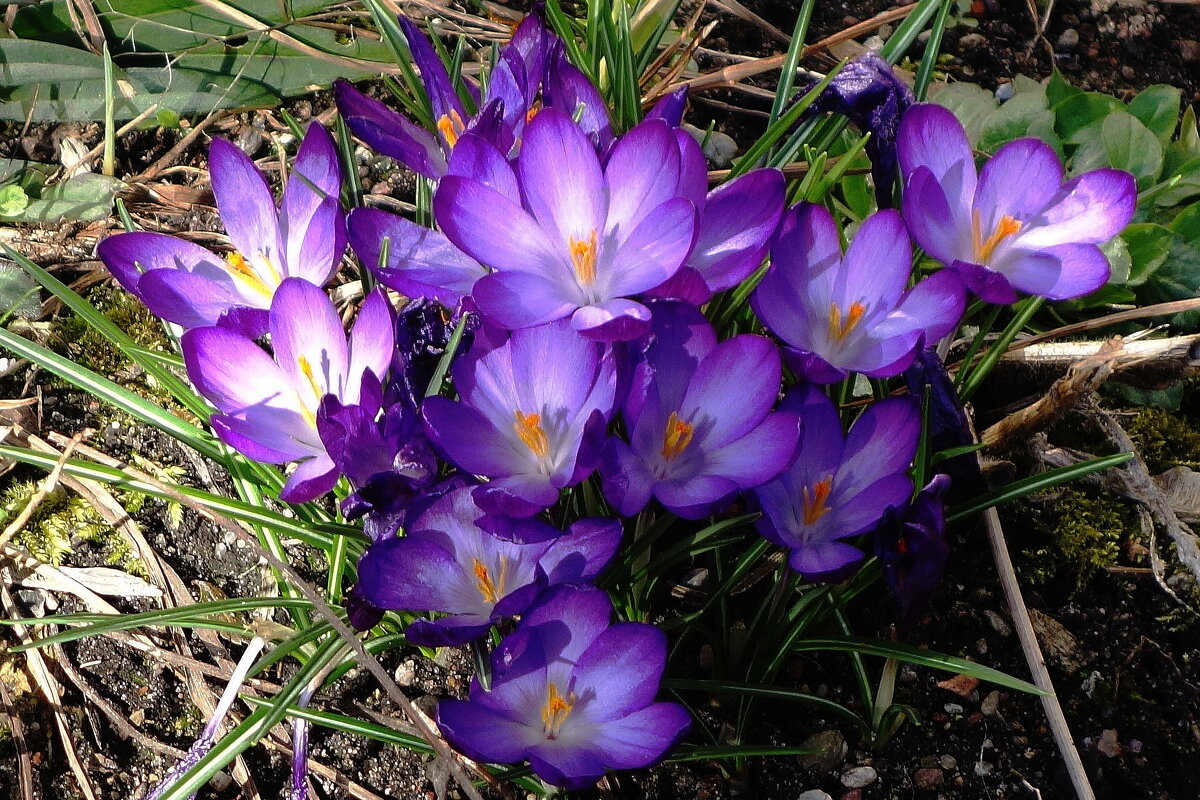 Крокус (шафран) - Рита Симонова