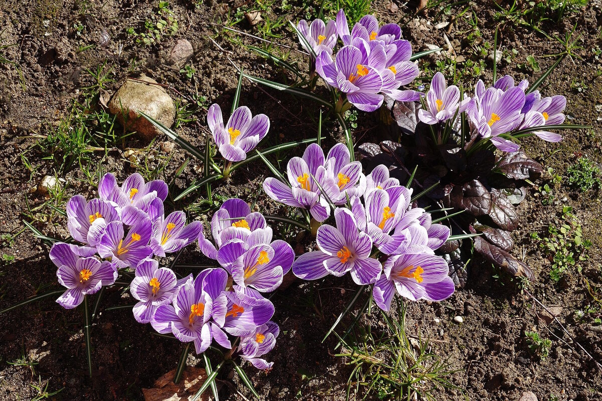 Крокус (шафран) - Рита Симонова Крокус (шафран) - Рита Симонова