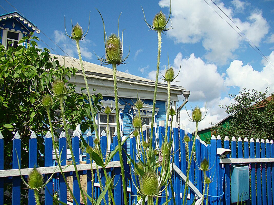 Репей у дома  своего ,,,) Ворсянка щетинистая (Dipsacus strigosus) ! Вот ! - Анатолий Колосов