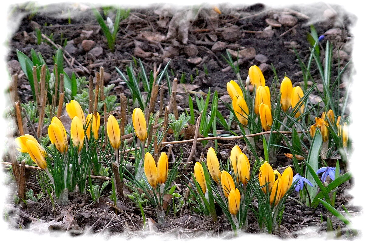 Крокусы - Фёдор Меркурьев Крокусы - Фёдор Меркурьев