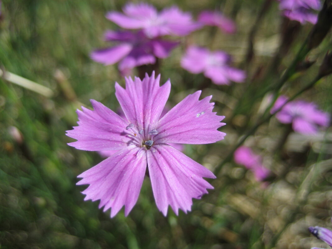 Гвоздика - Anna Ivanova