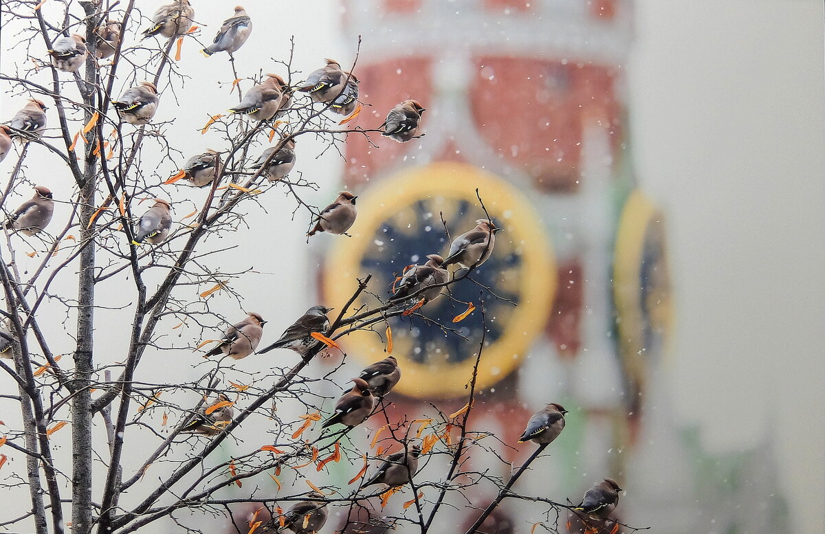 Гости столицы сверяют часы. - Люба Гости столицы сверяют часы. - Люба