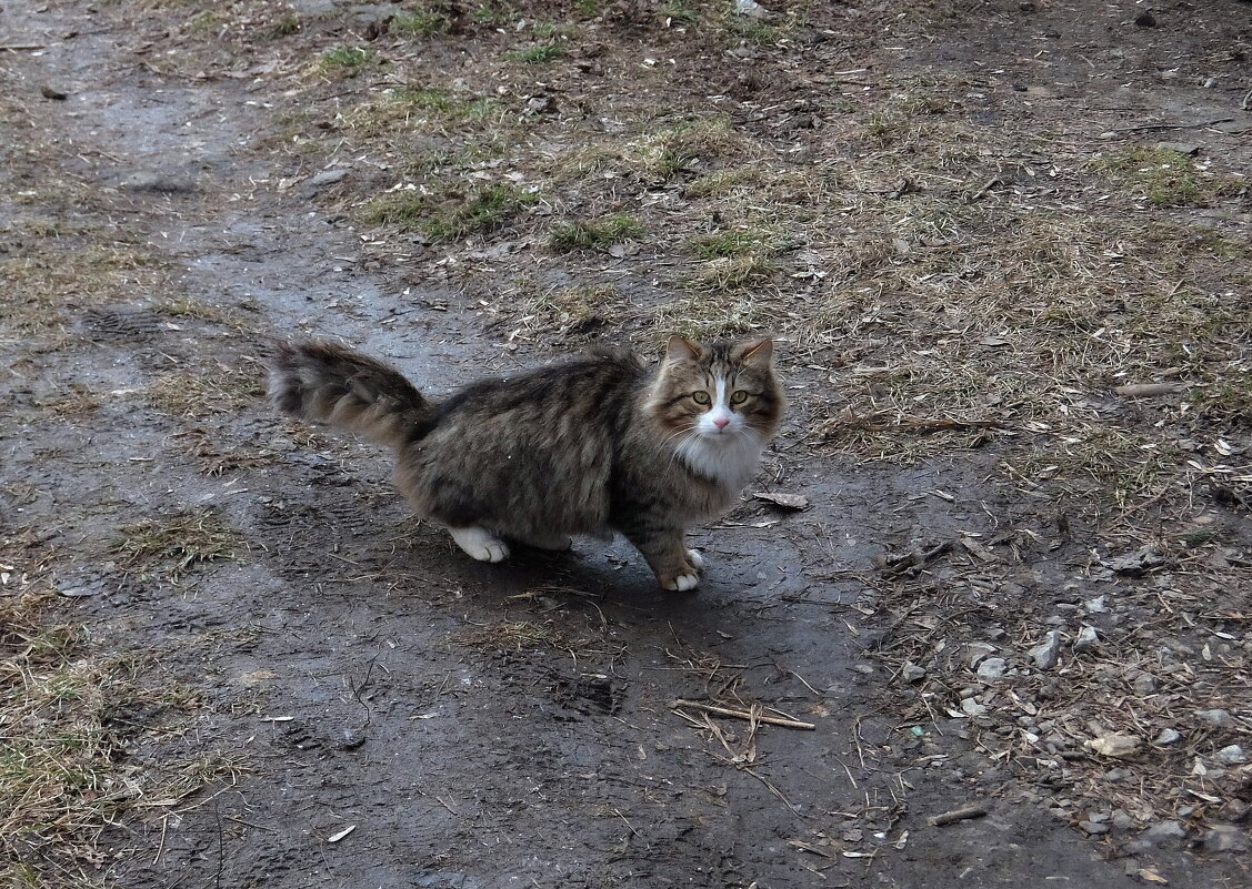 Ну, куда же без котиков! - Люба Ну, куда же без котиков! - Люба