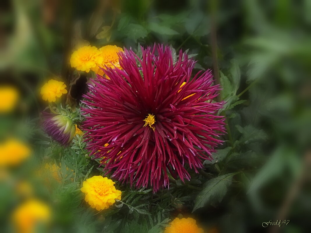 Георгин - Freddy 97