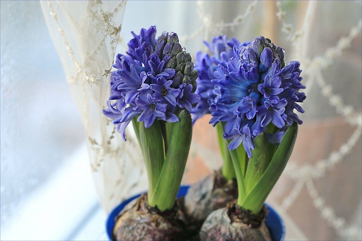 Весна на окошке - ZNatasha -