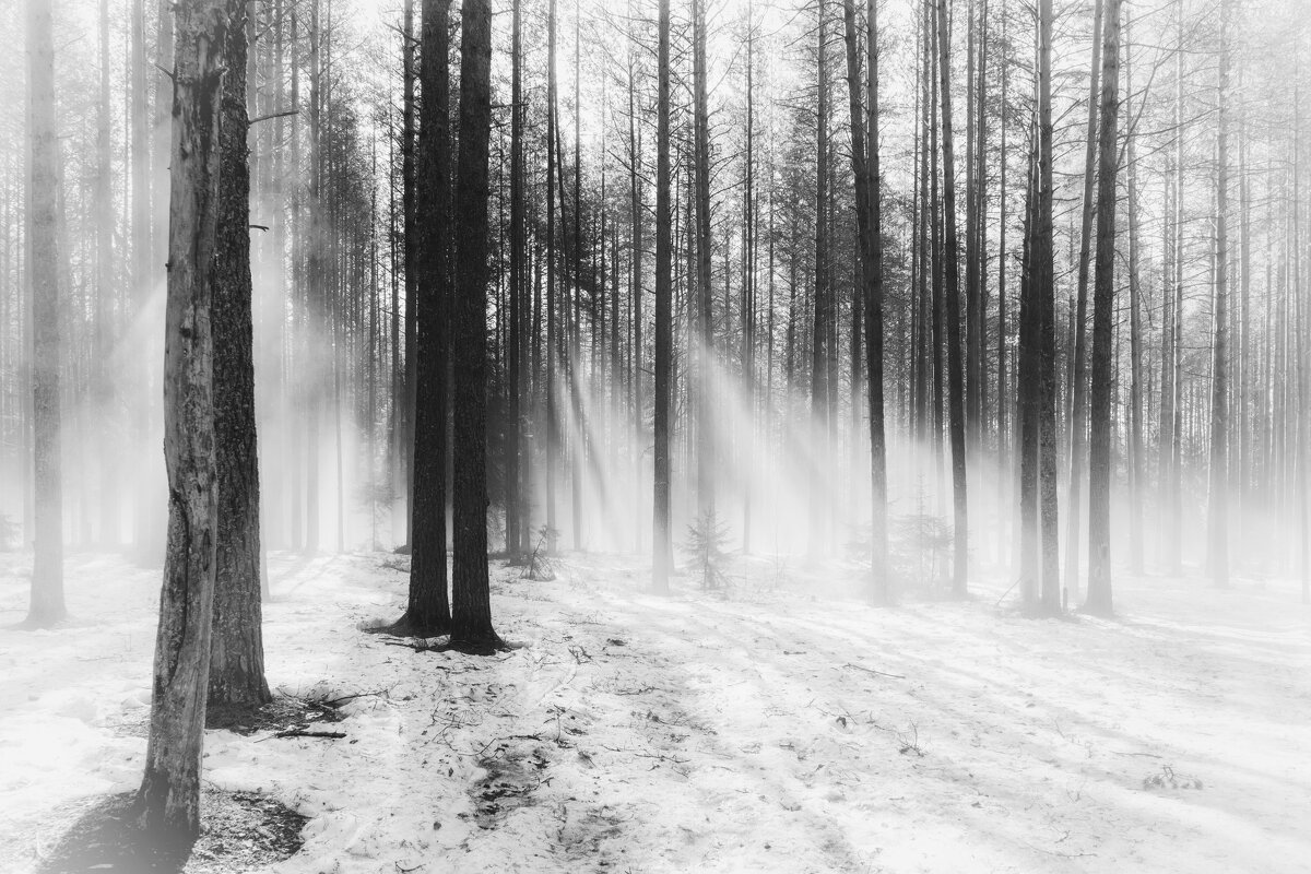 свет - александр свет - александр