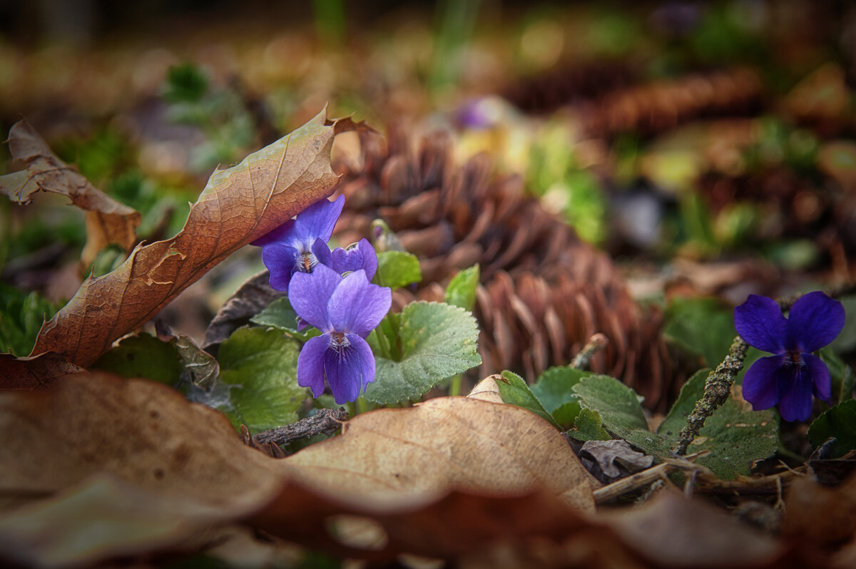 Весеннее пробуждение - Сергей 