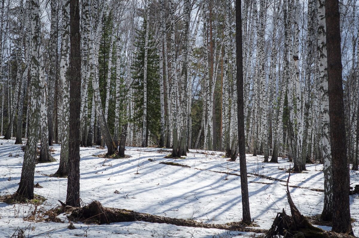 В тайге снег ещё не растаял. - Вадим Басов В тайге снег ещё не растаял. - Вадим Басов