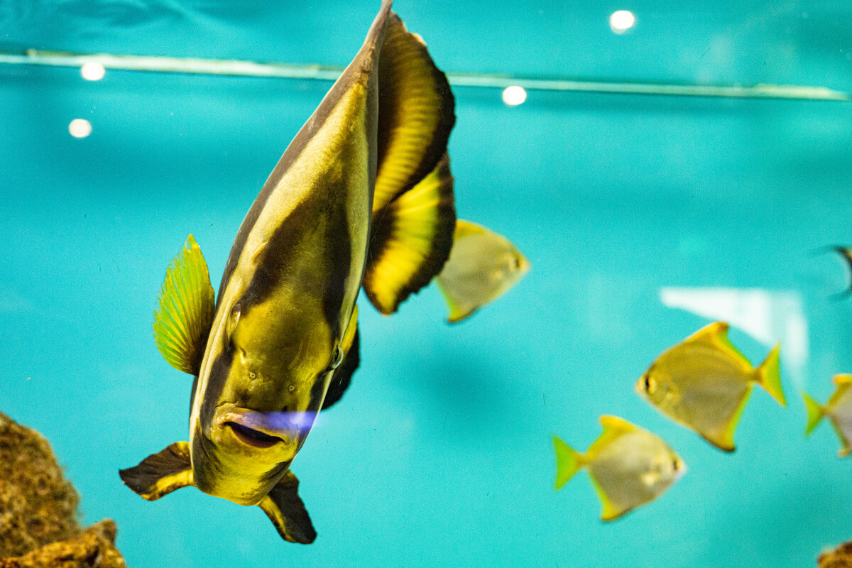 смотрит прямо в душу - Анастасия Фотографовна смотрит прямо в душу - Анастасия Фотографовна