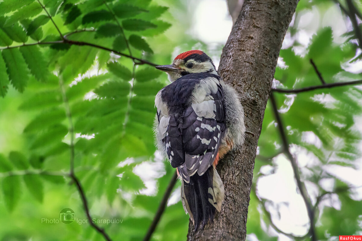 Птенец большого пёстрого дятла - Игорь Сарапулов Птенец большого пёстрого дятла - Игорь Сарапулов