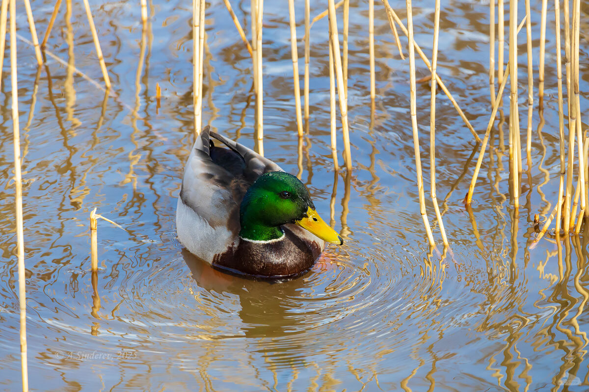 Селезень на озере - Александр Синдерёв