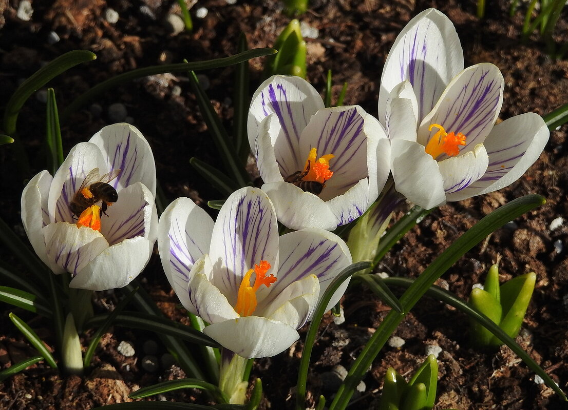 весна - ИННА ПОРОХОВА весна - ИННА ПОРОХОВА