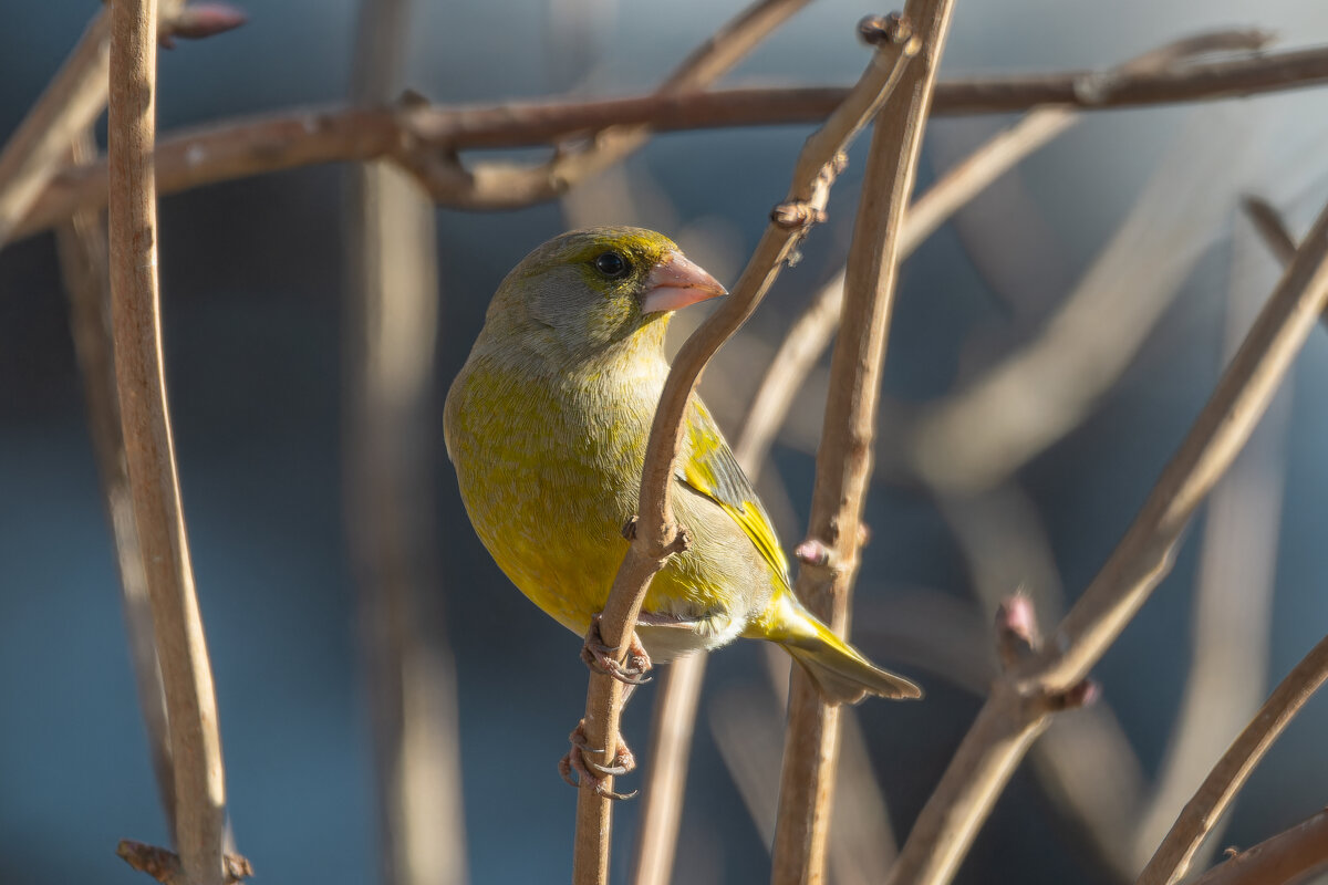 Обыкновенная зеленушка - Дарья Меркулова Обыкновенная зеленушка - Дарья Меркулова