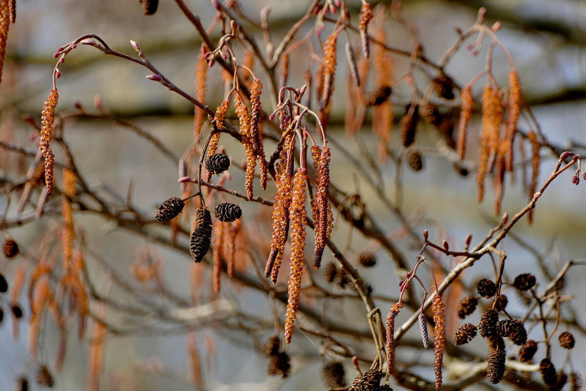 Природа 21 марта 1 - Александр Прокудин Природа 21 марта 1 - Александр Прокудин
