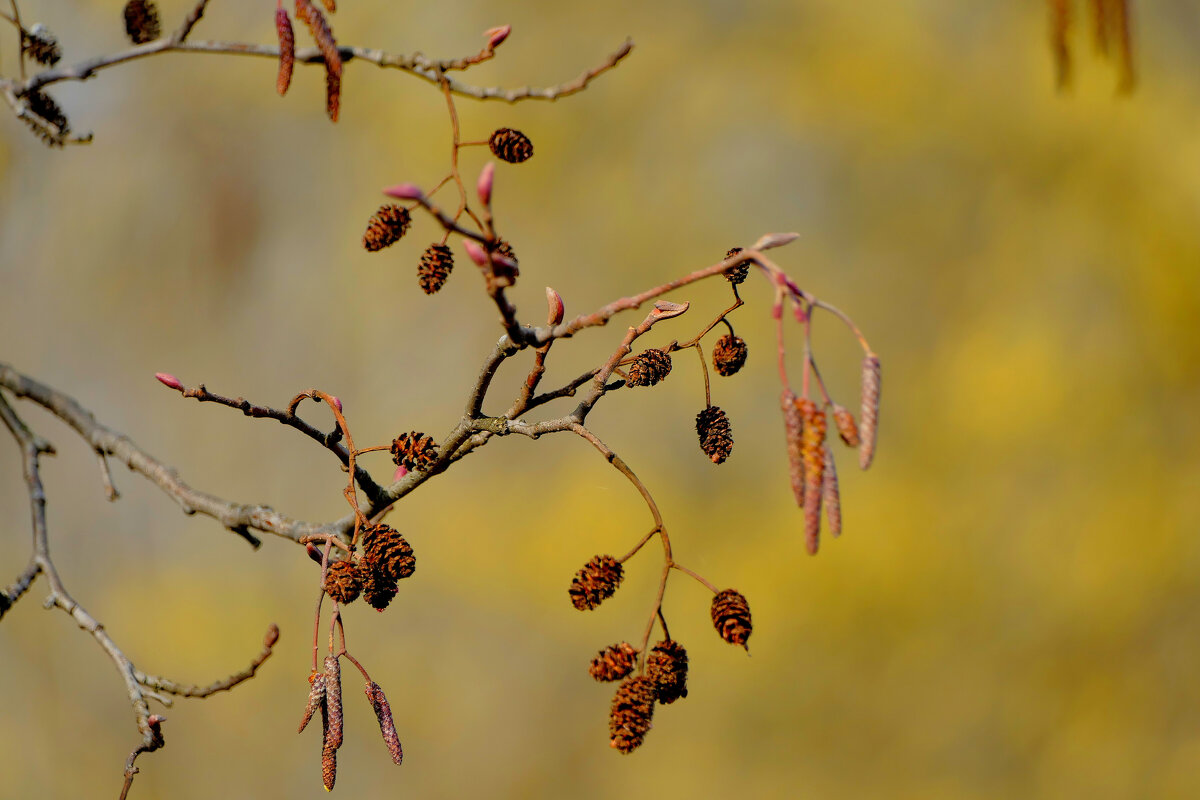 Природа 21 марта 4 - Александр Прокудин Природа 21 марта 4 - Александр Прокудин