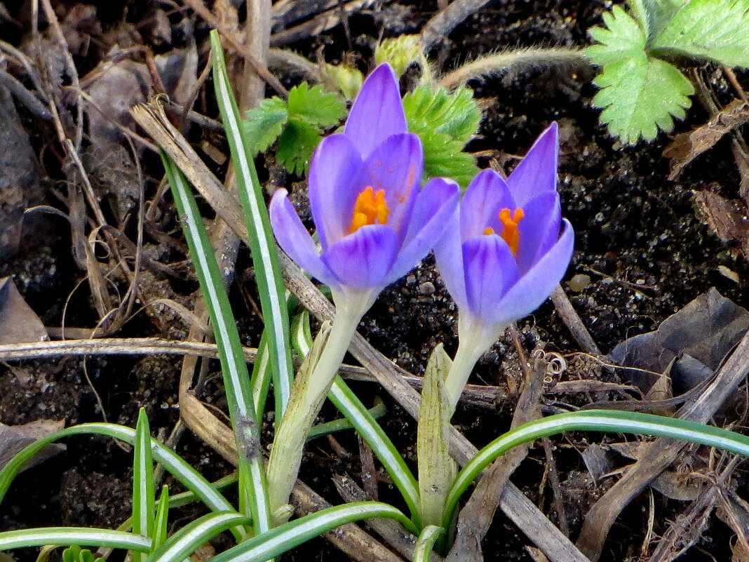 Чудо-крокусы - миникрокусы. - Александр Чеботарь Чудо-крокусы - миникрокусы. - Александр Чеботарь