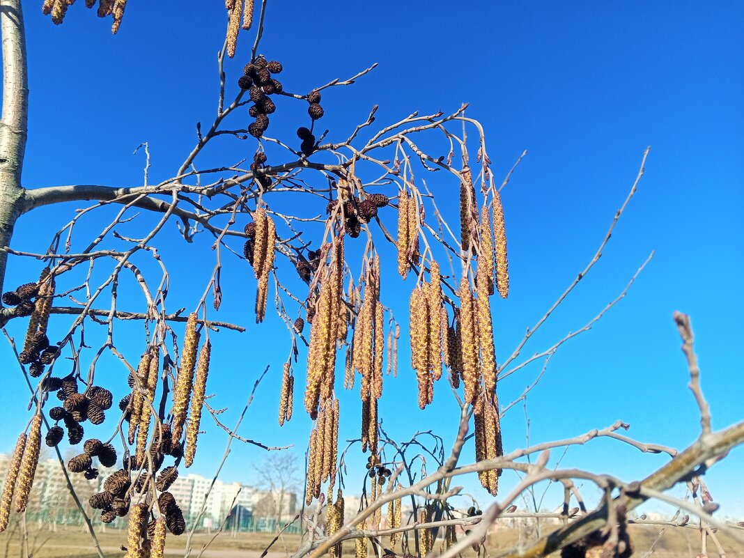 Ольха - Сапсан 