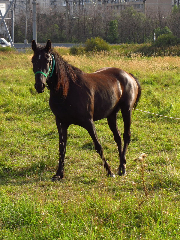 На лугу пасуться ко... всё-таки кони - Андрей Лукьянов На лугу пасуться ко... всё-таки кони - Андрей Лукьянов