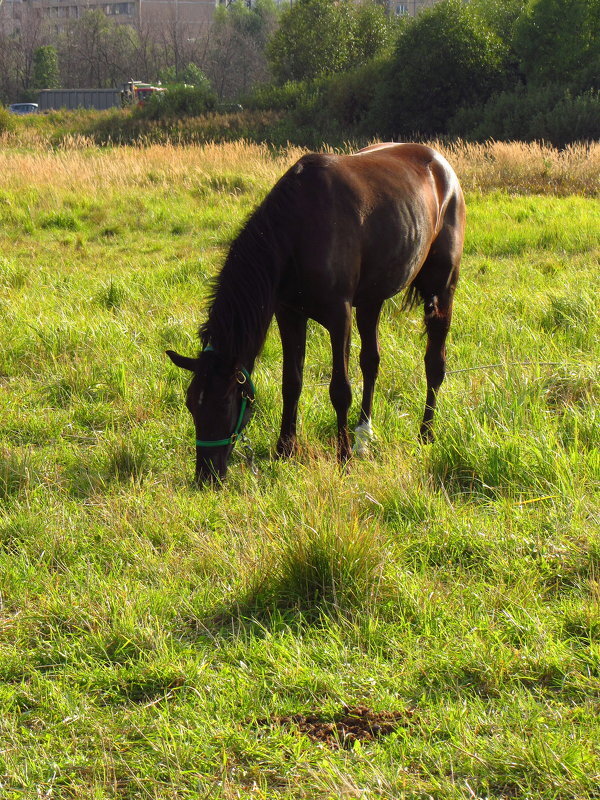 На лугу пасуться ко... всё-таки кони - Андрей Лукьянов На лугу пасуться ко... всё-таки кони - Андрей Лукьянов