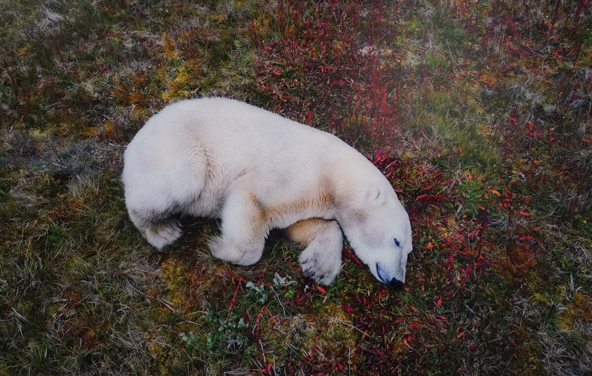 Белый медведь- "Спящий исполин" - Ольга Белый медведь- "Спящий исполин" - Ольга
