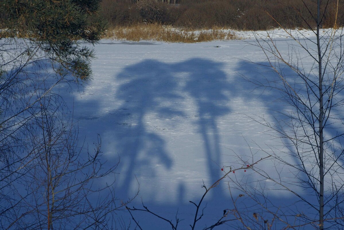 Когда деревья были большие - Сергей Швечков