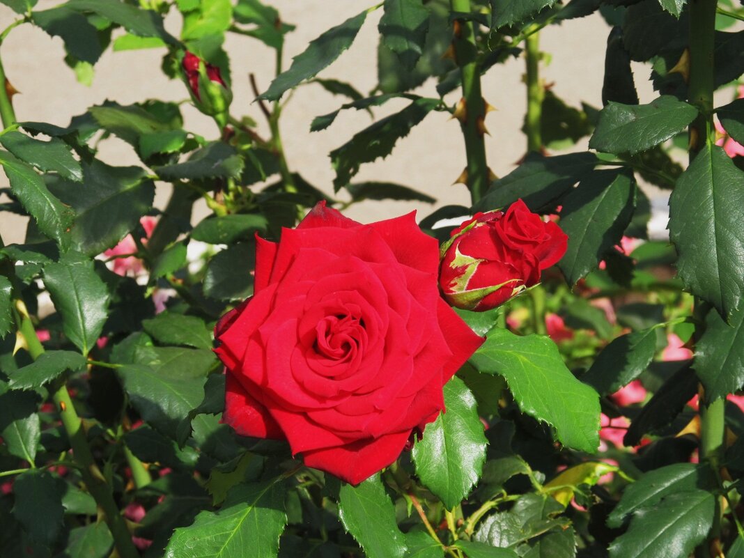 сентябрь четвёртый месяц лета - Елена Шаламова сентябрь четвёртый месяц лета - Елена Шаламова