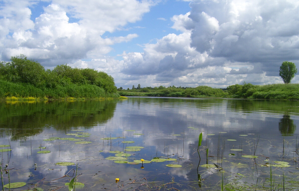 Река Сороть, июнь - Олег Зоркий Река Сороть, июнь - Олег Зоркий