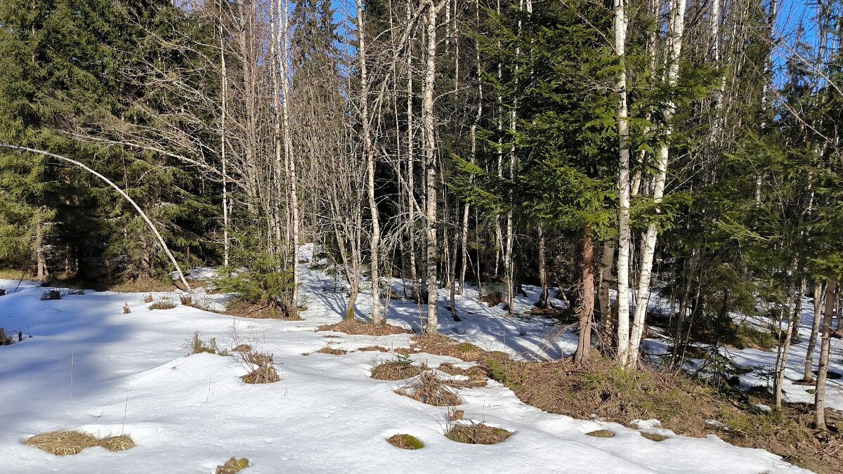Весна в лесу. - Ольга Весна в лесу. - Ольга