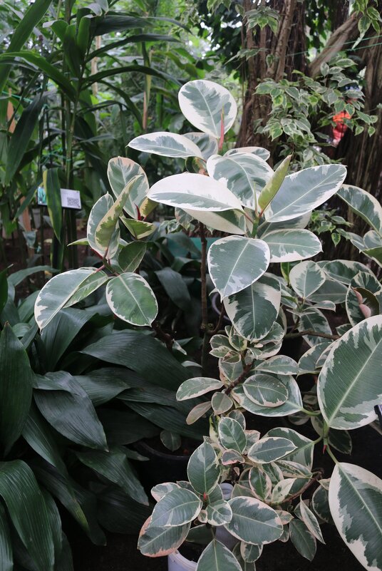 В оранжерее ботанического сада - Ольга В оранжерее ботанического сада - Ольга