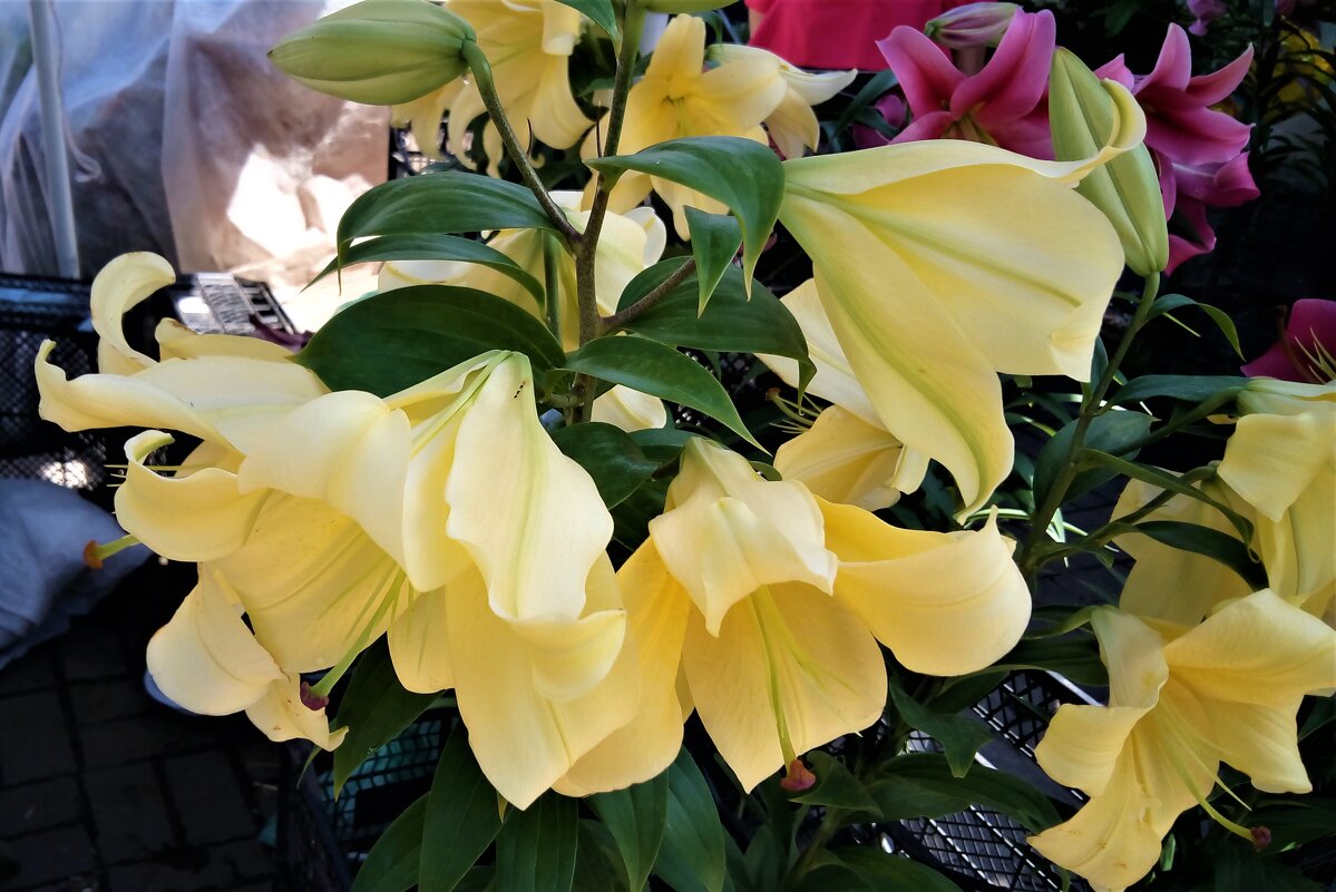 ,,, - Сергей Тимоновский ,,, - Сергей Тимоновский