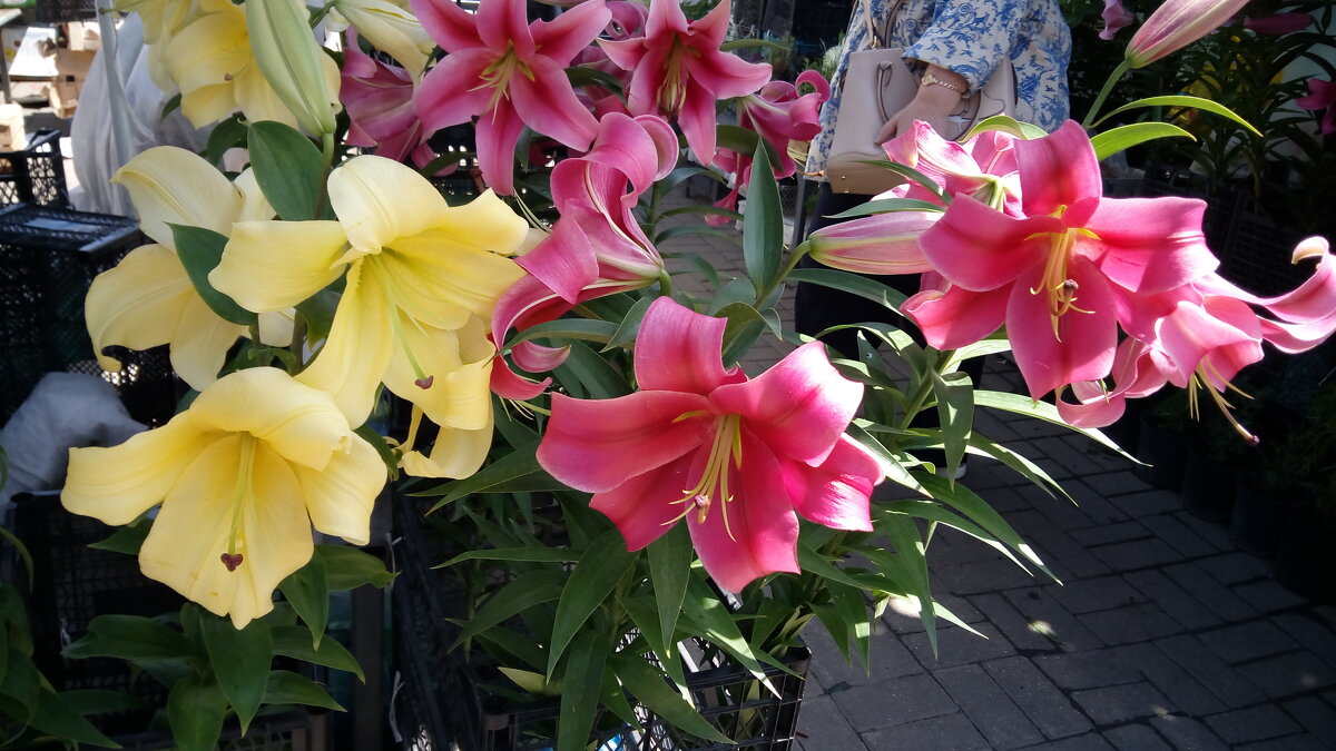 ,,, - Сергей Тимоновский