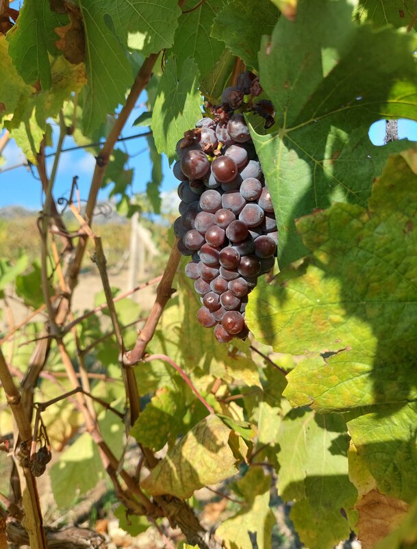 Виноградники Коктебеля - ИРЭН@ . Виноградники Коктебеля - ИРЭН@ .