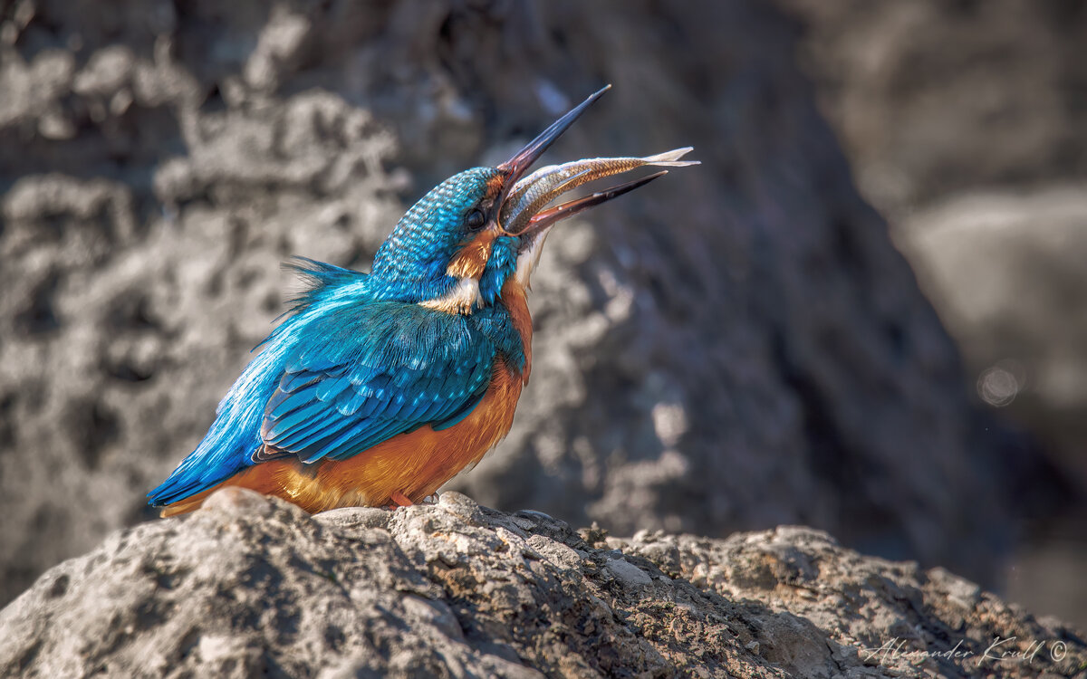 Проглот - Александр К. Проглот - Александр К.