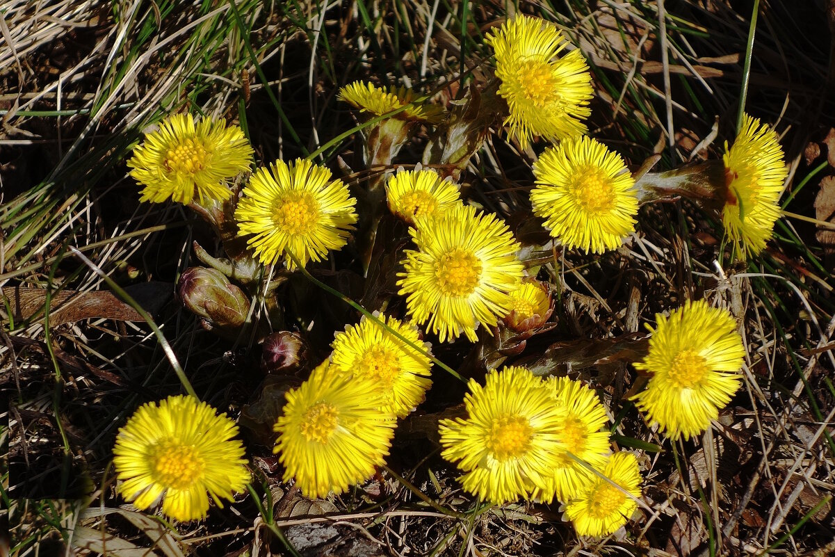 Мать-и-мачеха - Рита Симонова Мать-и-мачеха - Рита Симонова