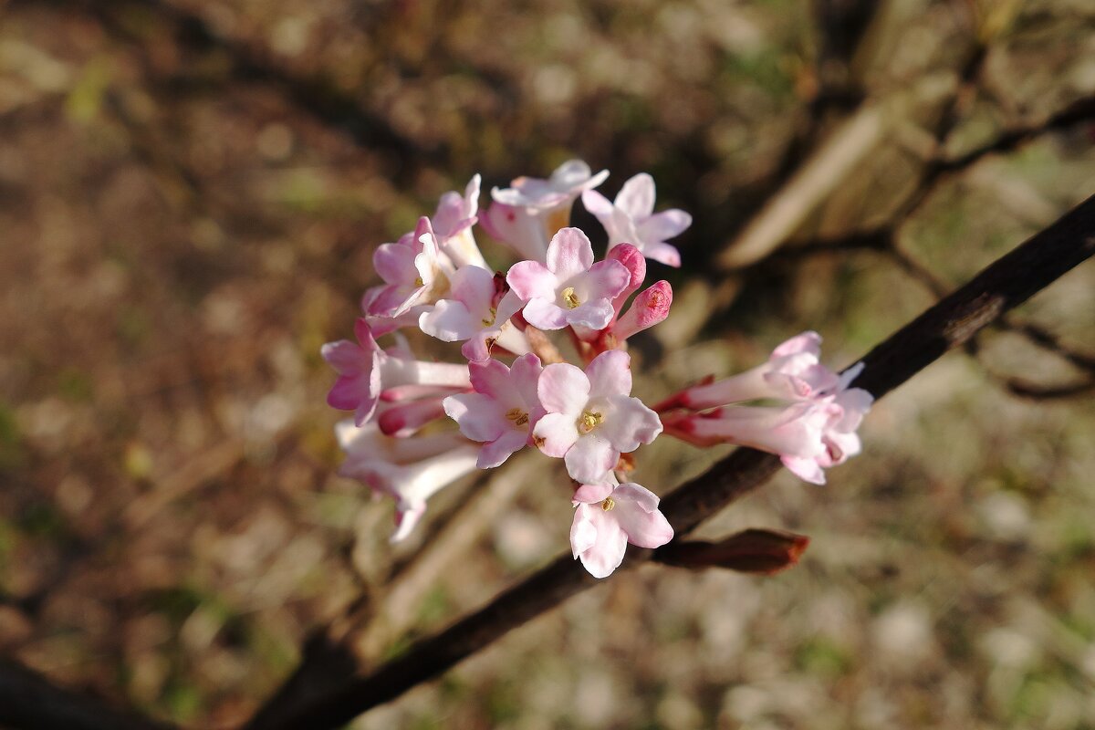 Зацвела калина - Рита Симонова Зацвела калина - Рита Симонова