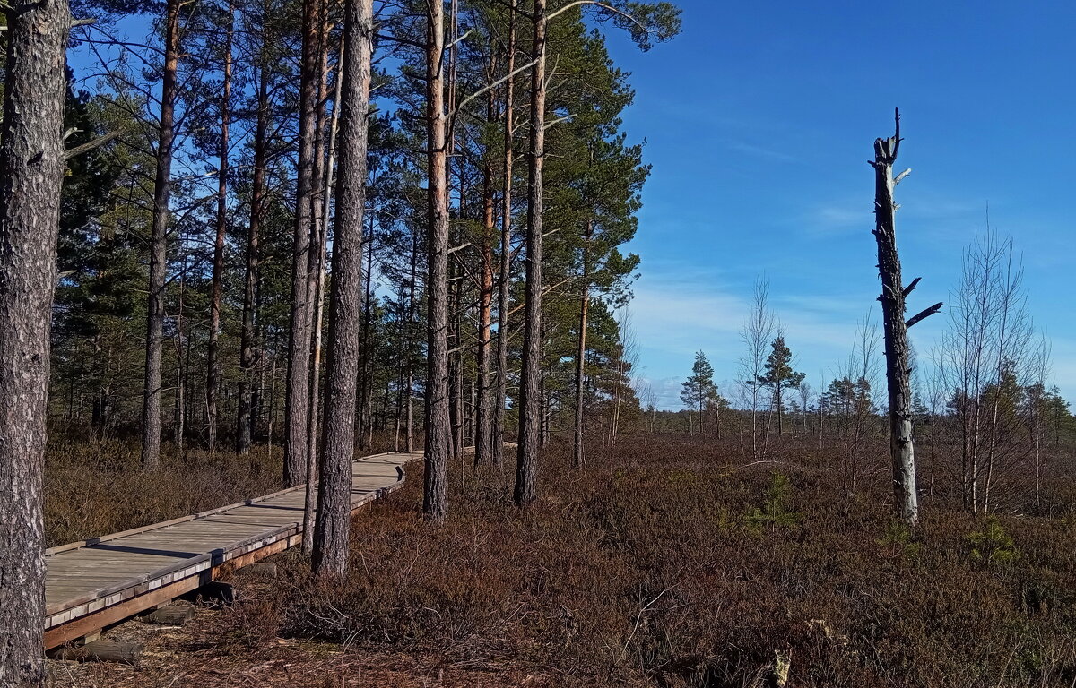 Лесными тропами.. - Татьян@ Ивановна Лесными тропами.. - Татьян@ Ивановна