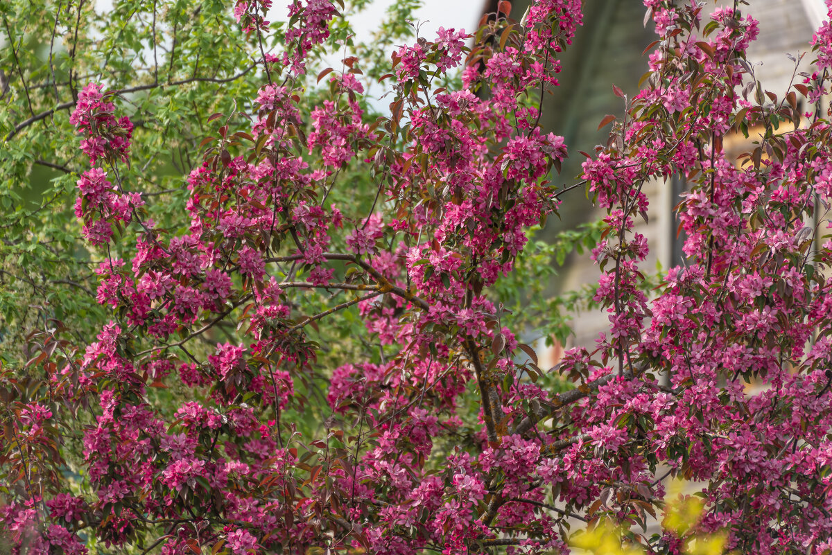 Цветение яблони Недзвецкого - Дарья Меркулова