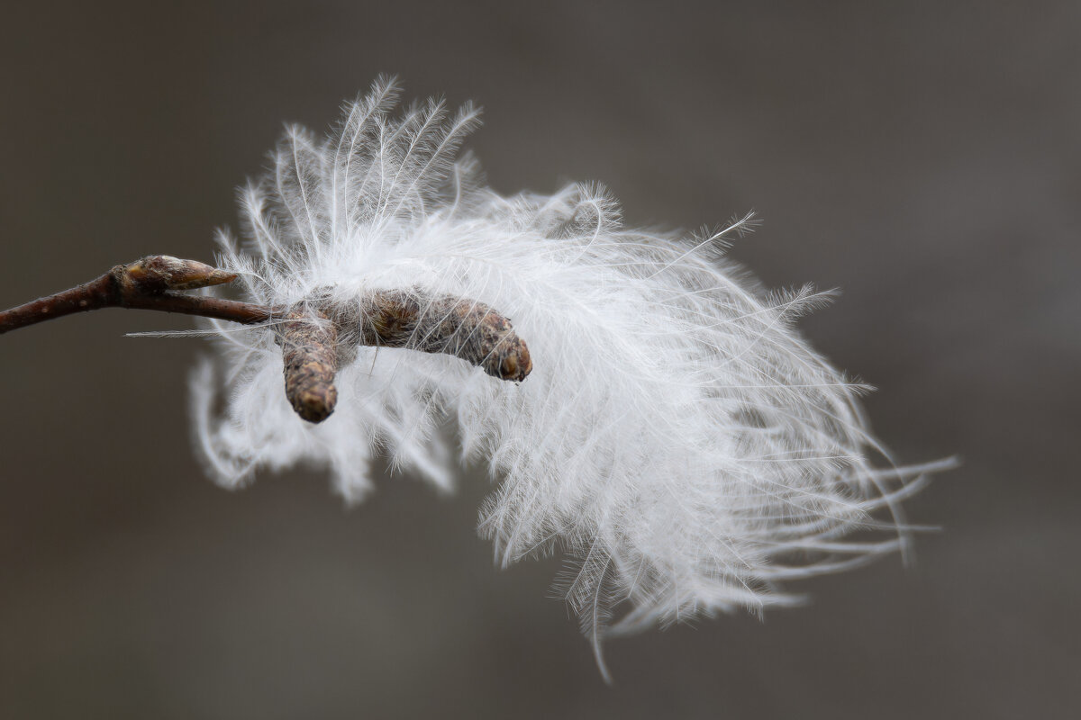 Лебяжий пух - Дарья Меркулова Лебяжий пух - Дарья Меркулова